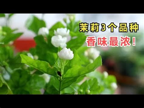 陽台種茉莉花風水|【陽台種茉莉花】陽台種茉莉花：讓你居家香氣四溢！